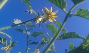 tomato flower 8.2012